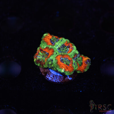 TR Premium Acan E08