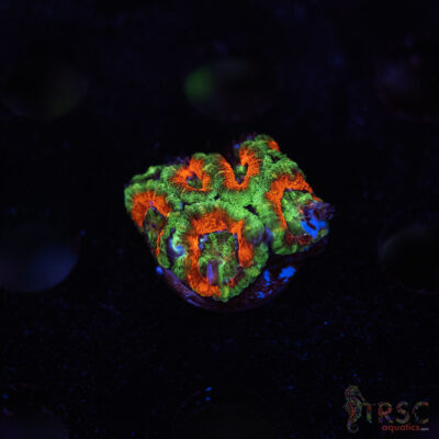 TR Premium Acan E09