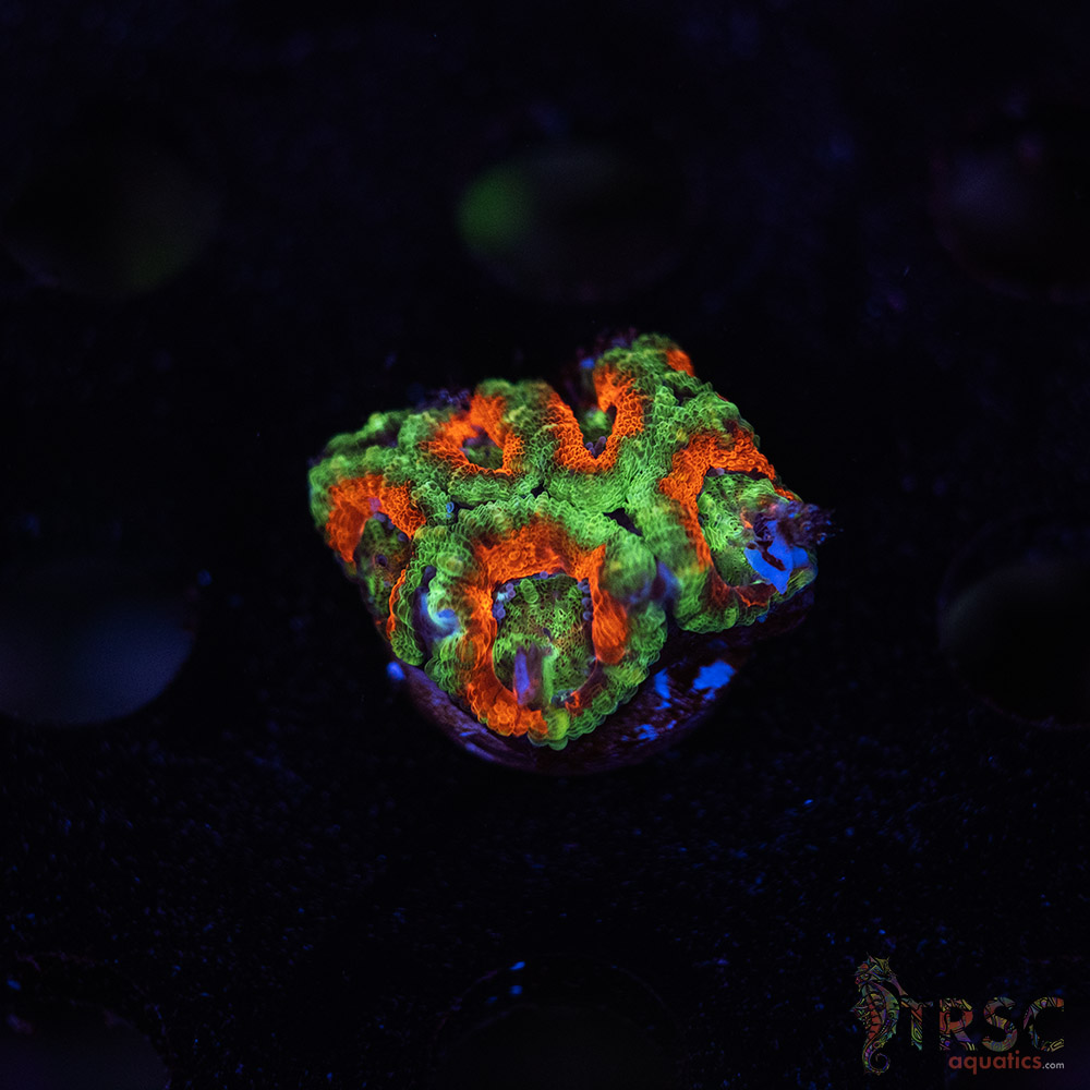 TR Premium Acan E09 3 TR Premium Acan E09