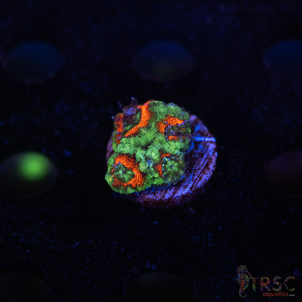 TR Premium Acan E10 3 TR Premium Acan E10