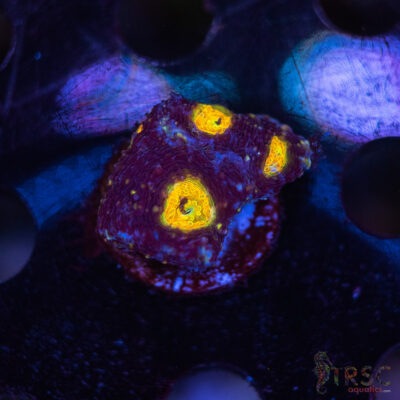 Blue Acan Echinata F01