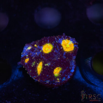 Blue Acan Echinata F02