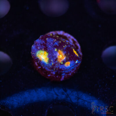 Blue Acan Echinata F03