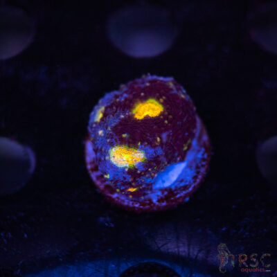 Blue Acan Echinata F04