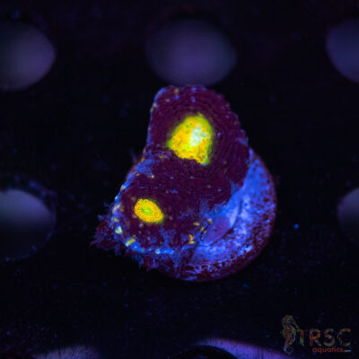 Blue Acan Echinata F05