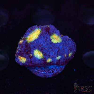 Blue Acan Echinata F06