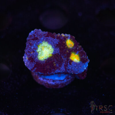 Blue Acan Echinata F07