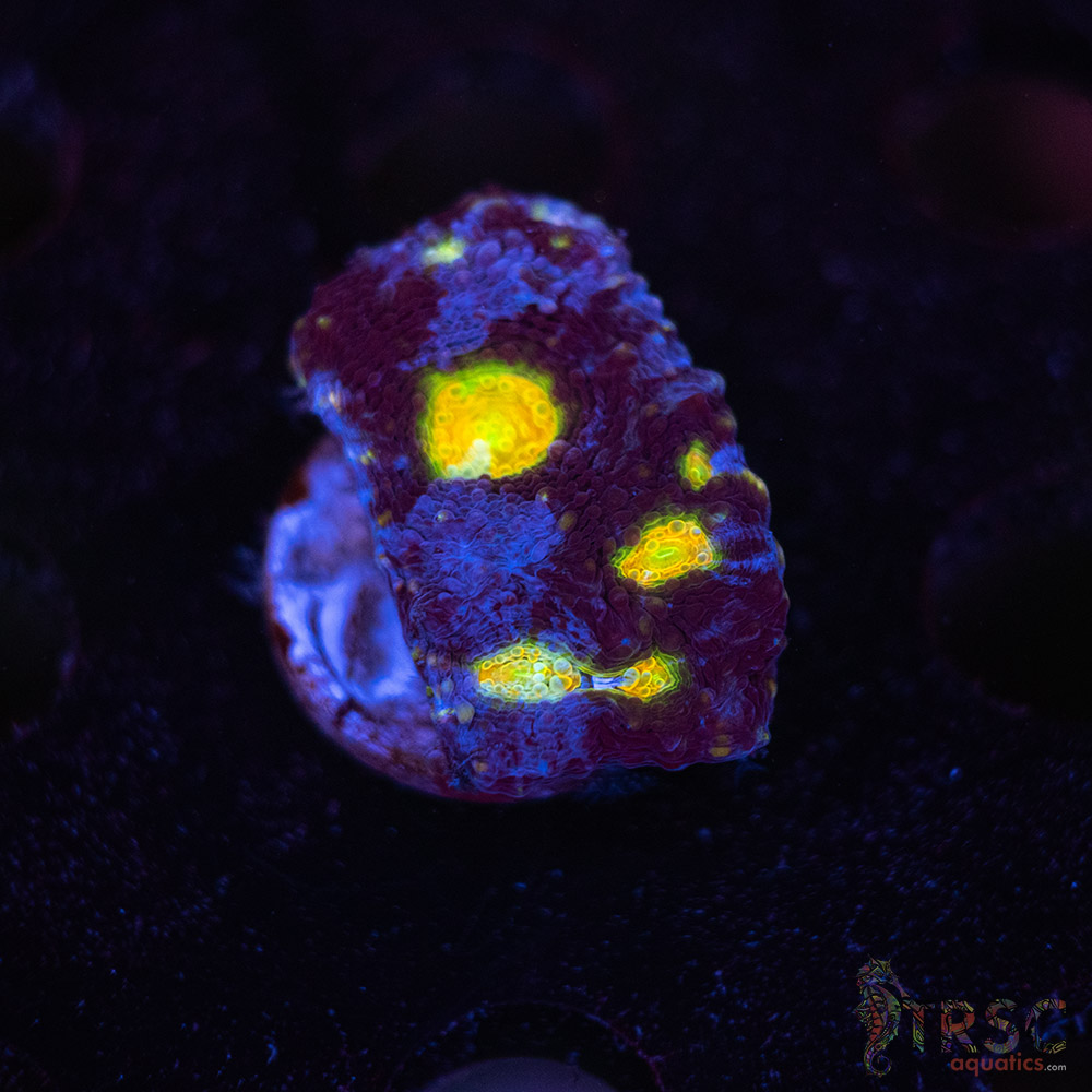 Blue Acan Echinata F08 3 Blue Acan Echinata F08