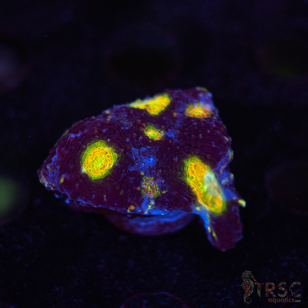 Blue Acan Echinata F09 3 Blue Acan Echinata F09