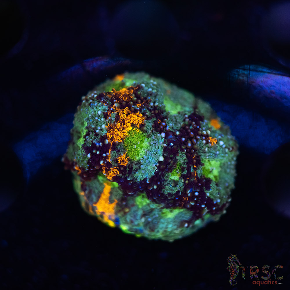 Rainbow Acan Echinata G01 3 Rainbow Acan Echinata G01