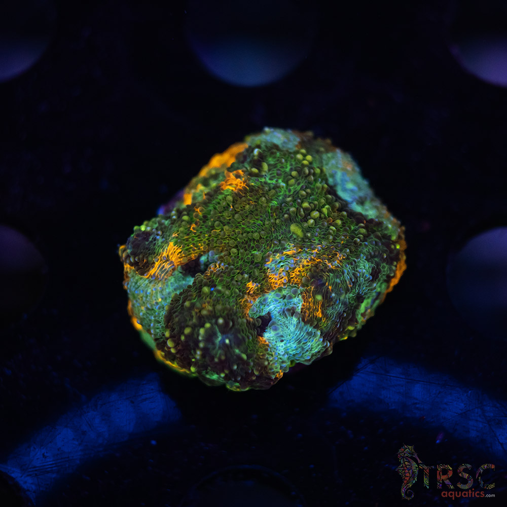 Rainbow Acan Echinata G02 3 Rainbow Acan Echinata G02