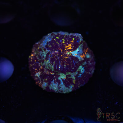 Rainbow Acan Echinata G03