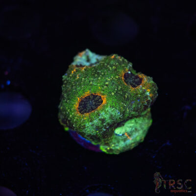 Rainbow Acan Echinata G04