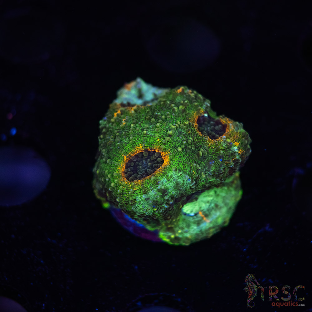 Rainbow Acan Echinata G04 3 Rainbow Acan Echinata G04