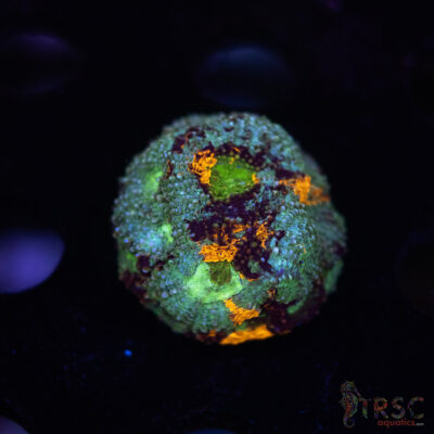 Rainbow Acan Echinata G05