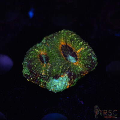 Rainbow Acan Echinata G06