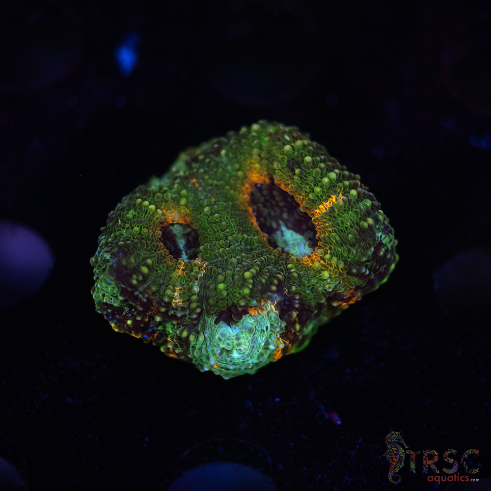 Rainbow Acan Echinata G06 3 Rainbow Acan Echinata G06