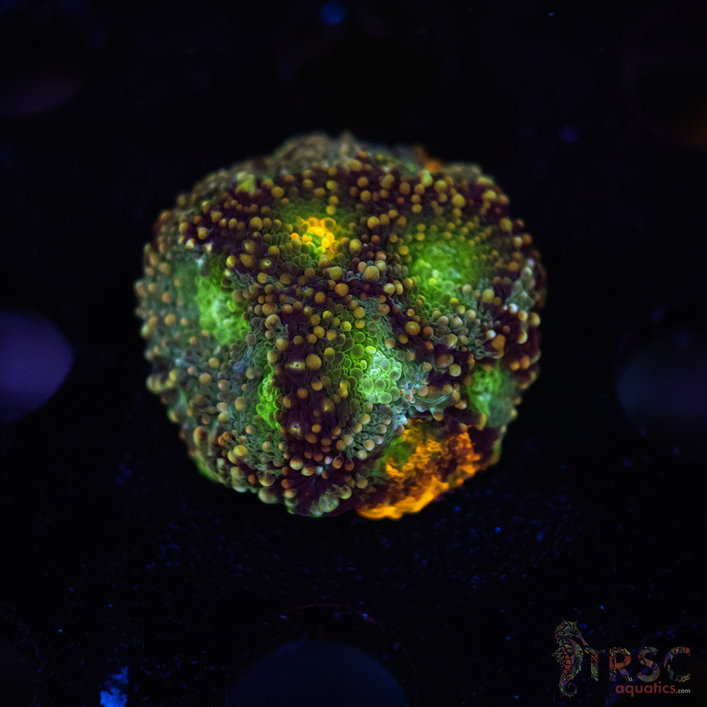 Rainbow Acan Echinata G07 3 Rainbow Acan Echinata G07