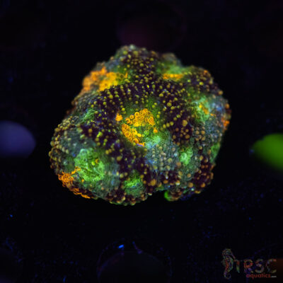 Rainbow Acan Echinata G08