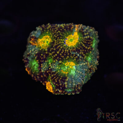 Rainbow Acan Echinata G09