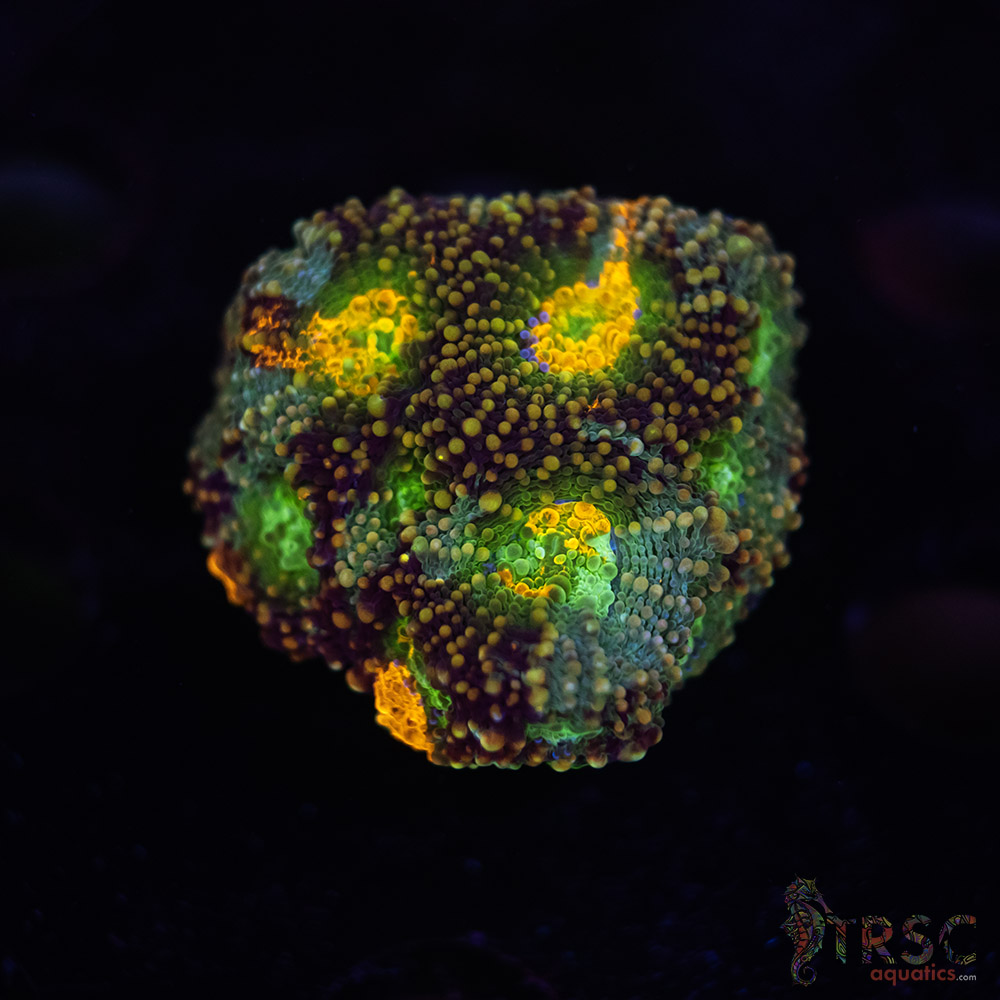 Rainbow Acan Echinata G09 3 Rainbow Acan Echinata G09