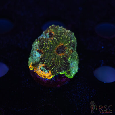 Rainbow Acan Echinata G10