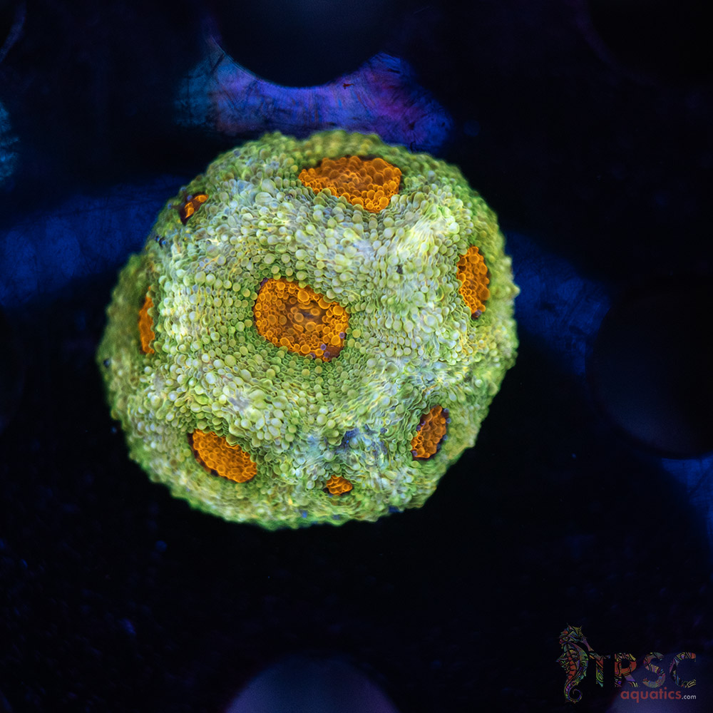 Acan Echinata H01 3 Acan Echinata H01