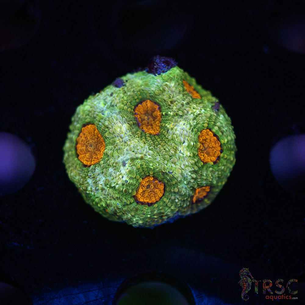 Acan Echinata H03 3 Acan Echinata H03