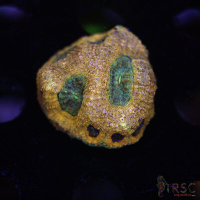 Acan Echinata H05