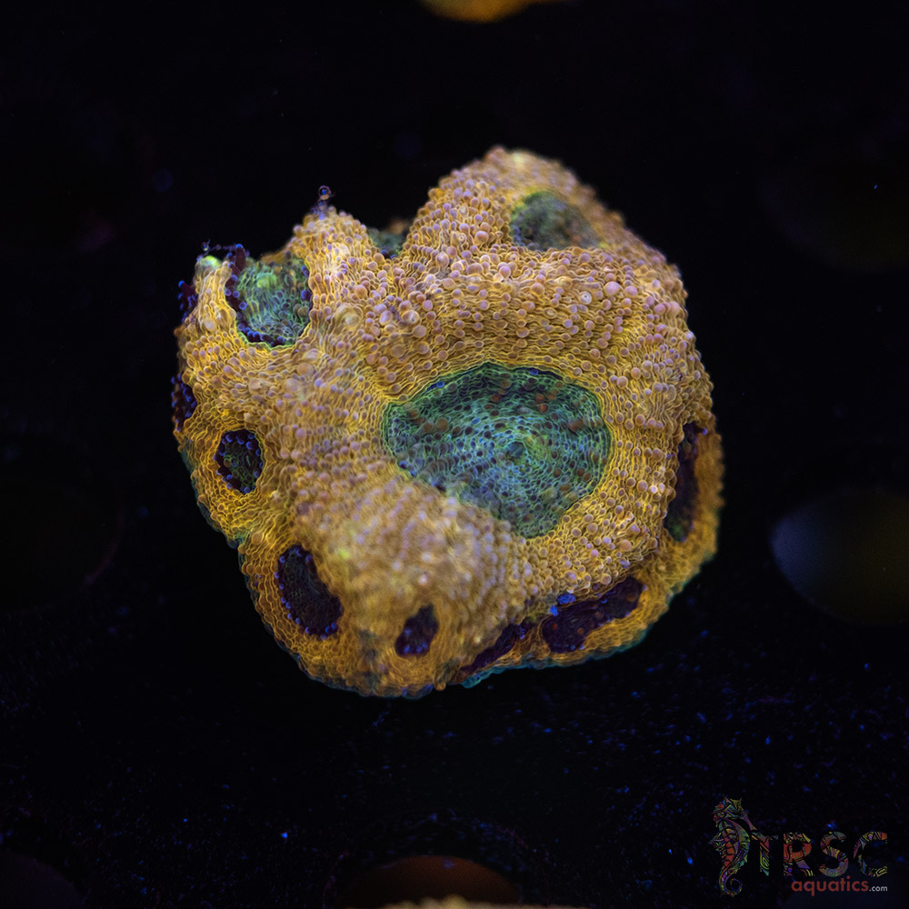 Acan Echinata H08 3 Acan Echinata H08