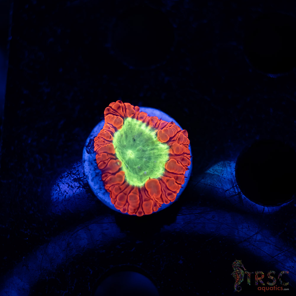 Cherry Melon Blasto A01 3 Cherry Melon Blasto A01