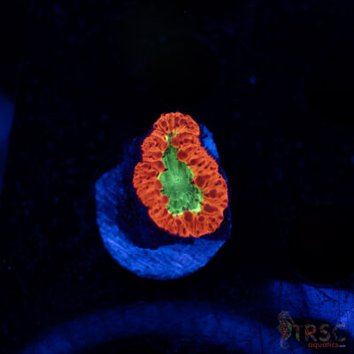 LIVE CORALS FOR SALE LPS, SPS, SOFTIES & DRY GOODS 14 Cherry Melon Blasto A02