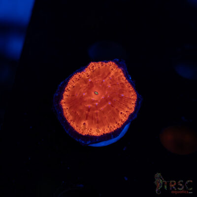 TRSC Iron Man Blasto A09