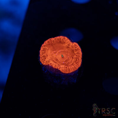 TRSC Iron Man Blasto A10