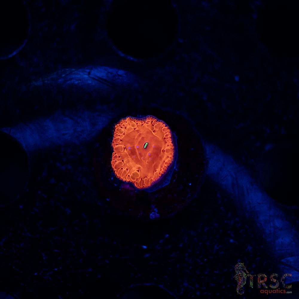 TRSC Iron Man Blasto B01 3 TRSC Iron Man Blasto B01