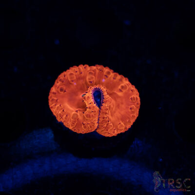 TRSC Iron Man Blasto B02