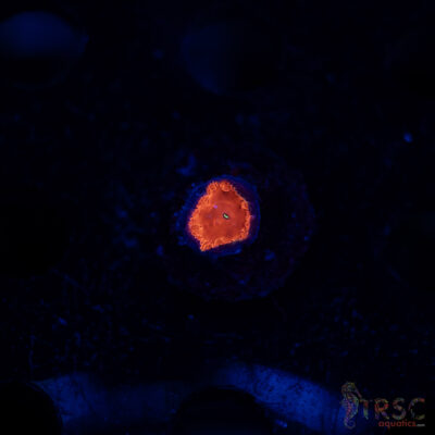 TRSC Iron Man Blasto B03