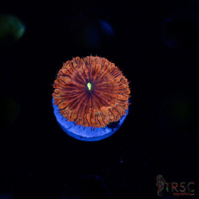 Tropic Blood Blasto B05