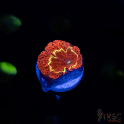 Fire Ring Blasto B06