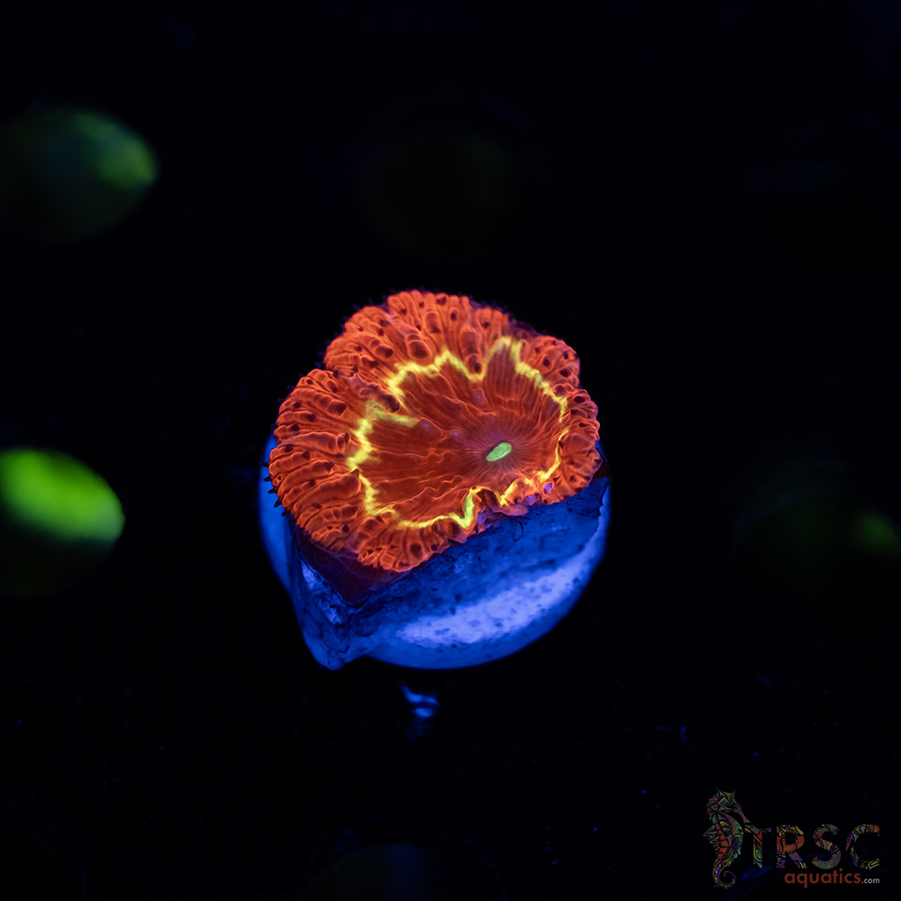 Fire Ring Blasto B06 3 Fire Ring Blasto B06