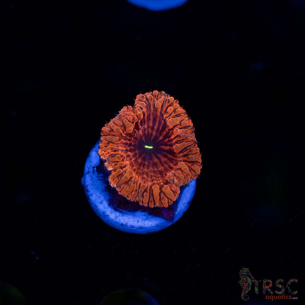 Tropic Blood Blasto B07 3 Tropic Blood Blasto B07