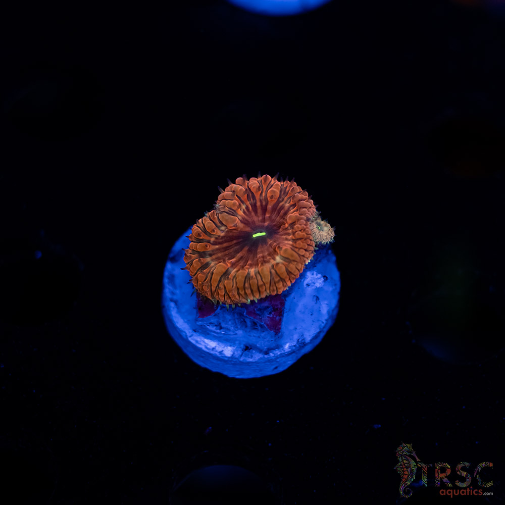 Tropic Blood Blasto B08 3 Tropic Blood Blasto B08