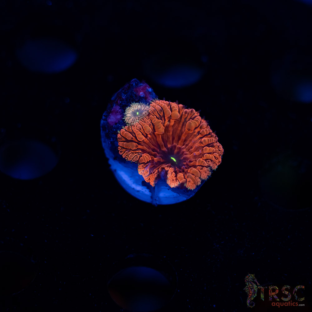 Tropic Blood Blasto B10 3 Tropic Blood Blasto B10