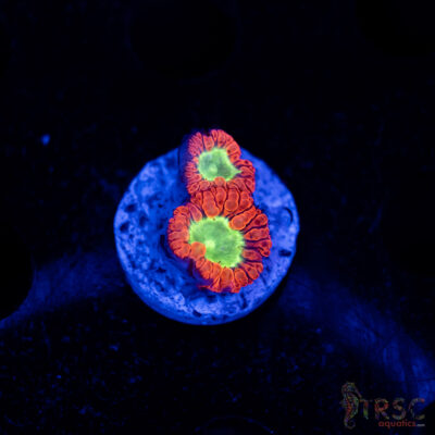 Cherry Melon Blasto C02