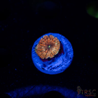 Tropic Blood Blasto C03