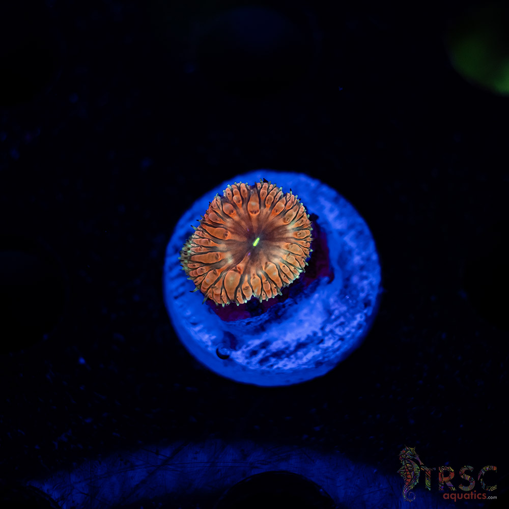 Tropic Blood Blasto C03 3 Tropic Blood Blasto C03