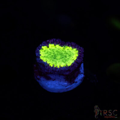LIVE CORALS FOR SALE LPS, SPS, SOFTIES & DRY GOODS 21 Uranium Blasto C06