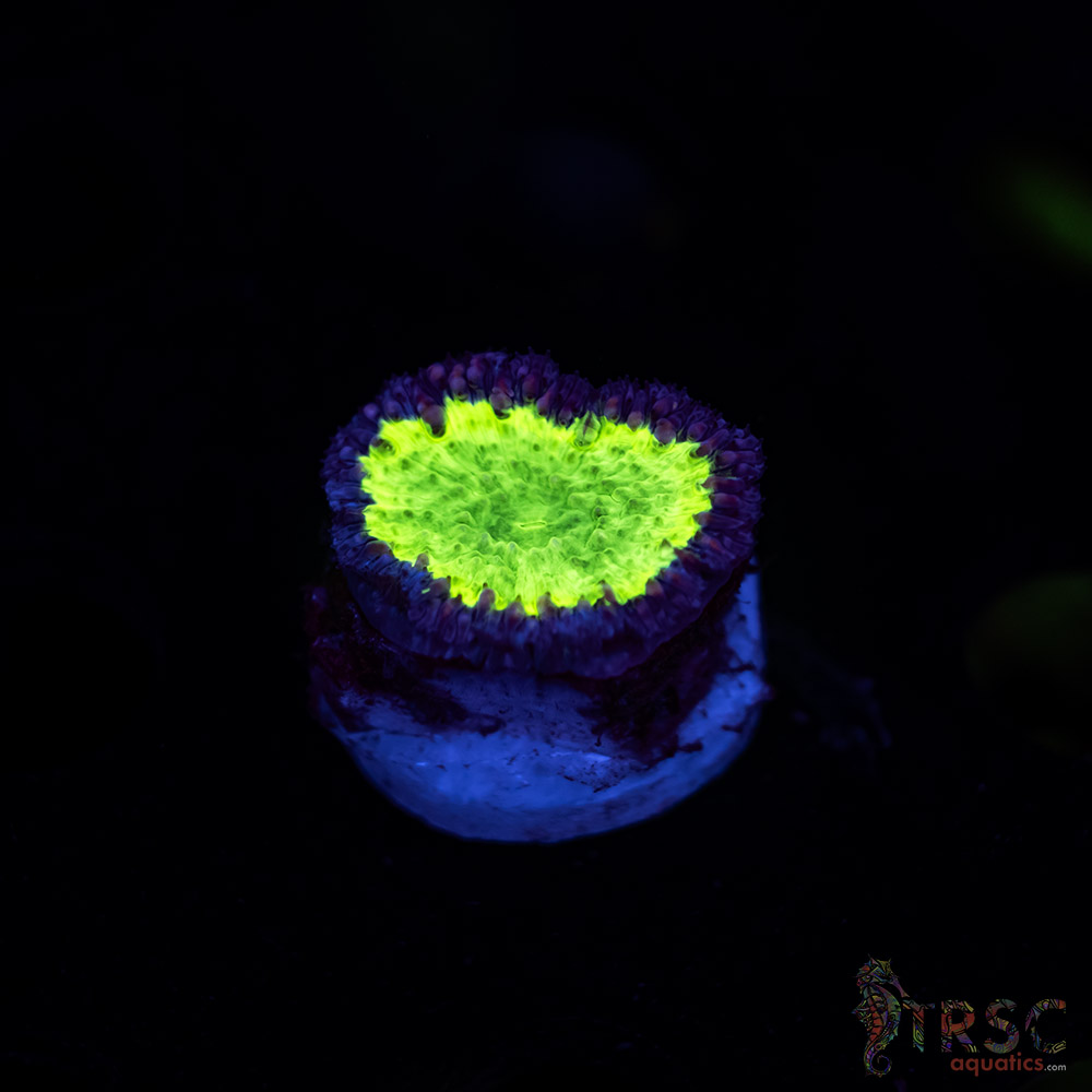 Uranium Blasto C06 3 Uranium Blasto C06