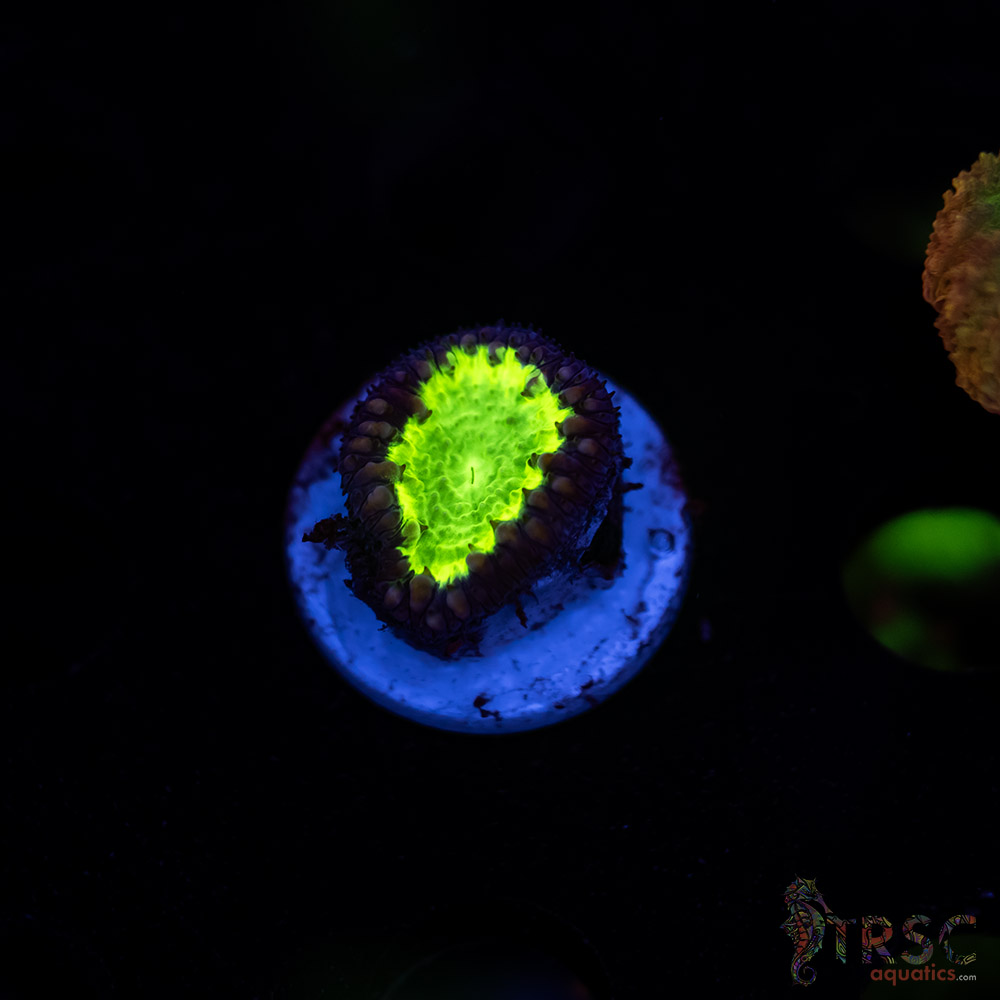 Uranium Blasto C07 3 Uranium Blasto C07