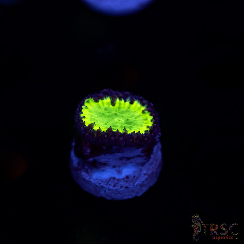 Uranium Blasto C09 3 Uranium Blasto C09